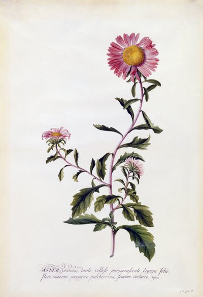 Aster by Georg Dionysius Ehret